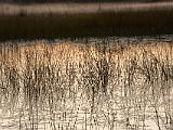 Africa 165 : Africa, Botswana, Morning Glow, Nature, Okavango, Vumbura Plains, Water Grass